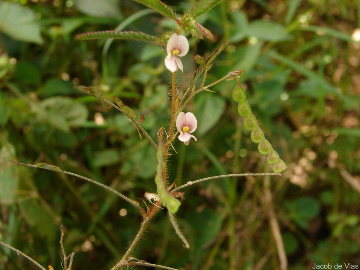 Aeschynomene americana L.